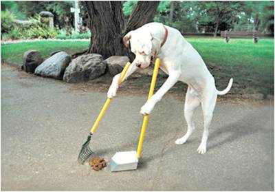 Dog scooping poop