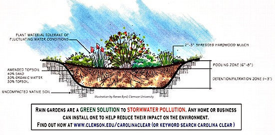 rain garden2