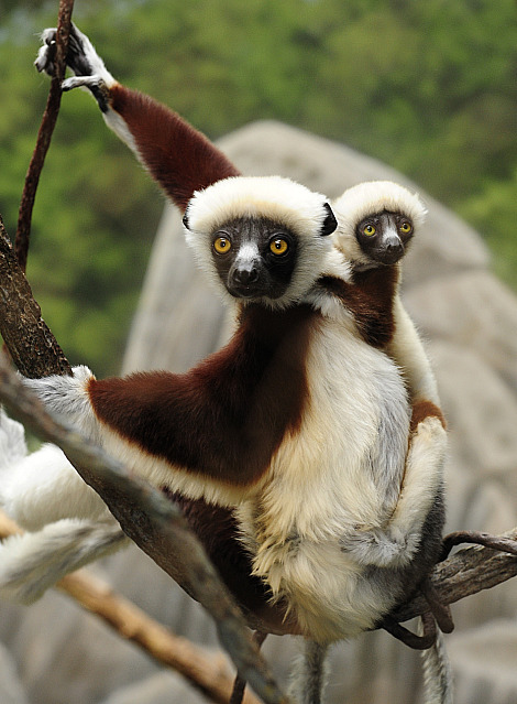 bronx zoo
